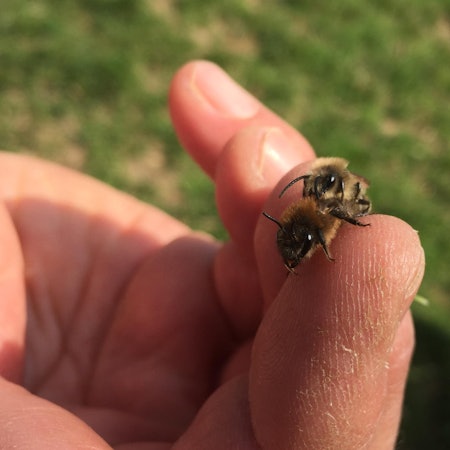 Bergheim_Glessen_Bienen_Honiggassse_(1)