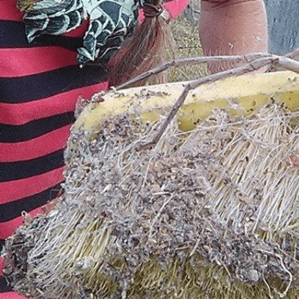 spinne