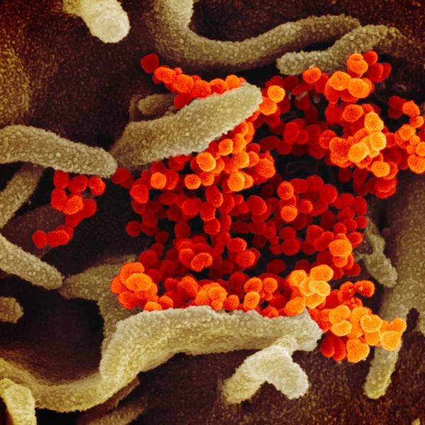 coronavirus