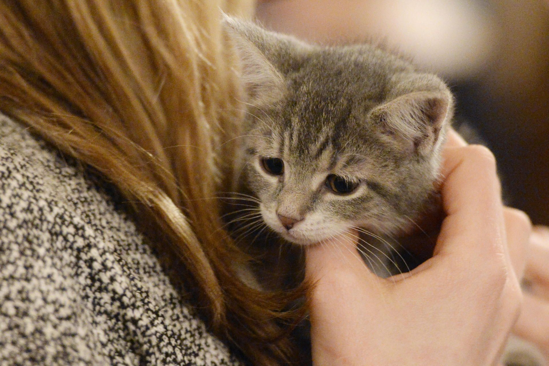 The_ASPCA_and_the_Co_37847126