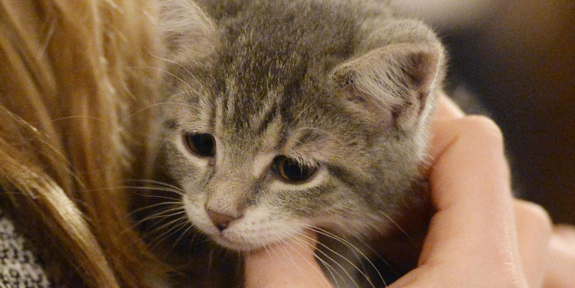 The_ASPCA_and_the_Co_37847126