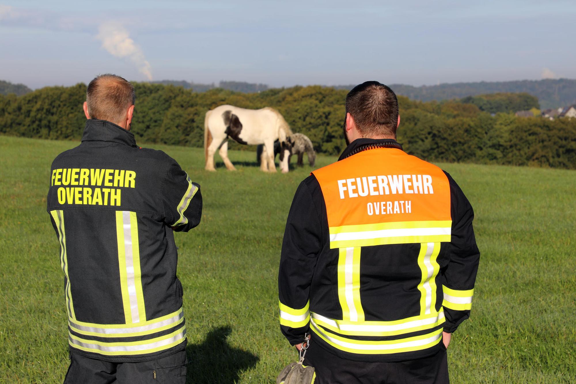 Overath Pferde eingefangen_1