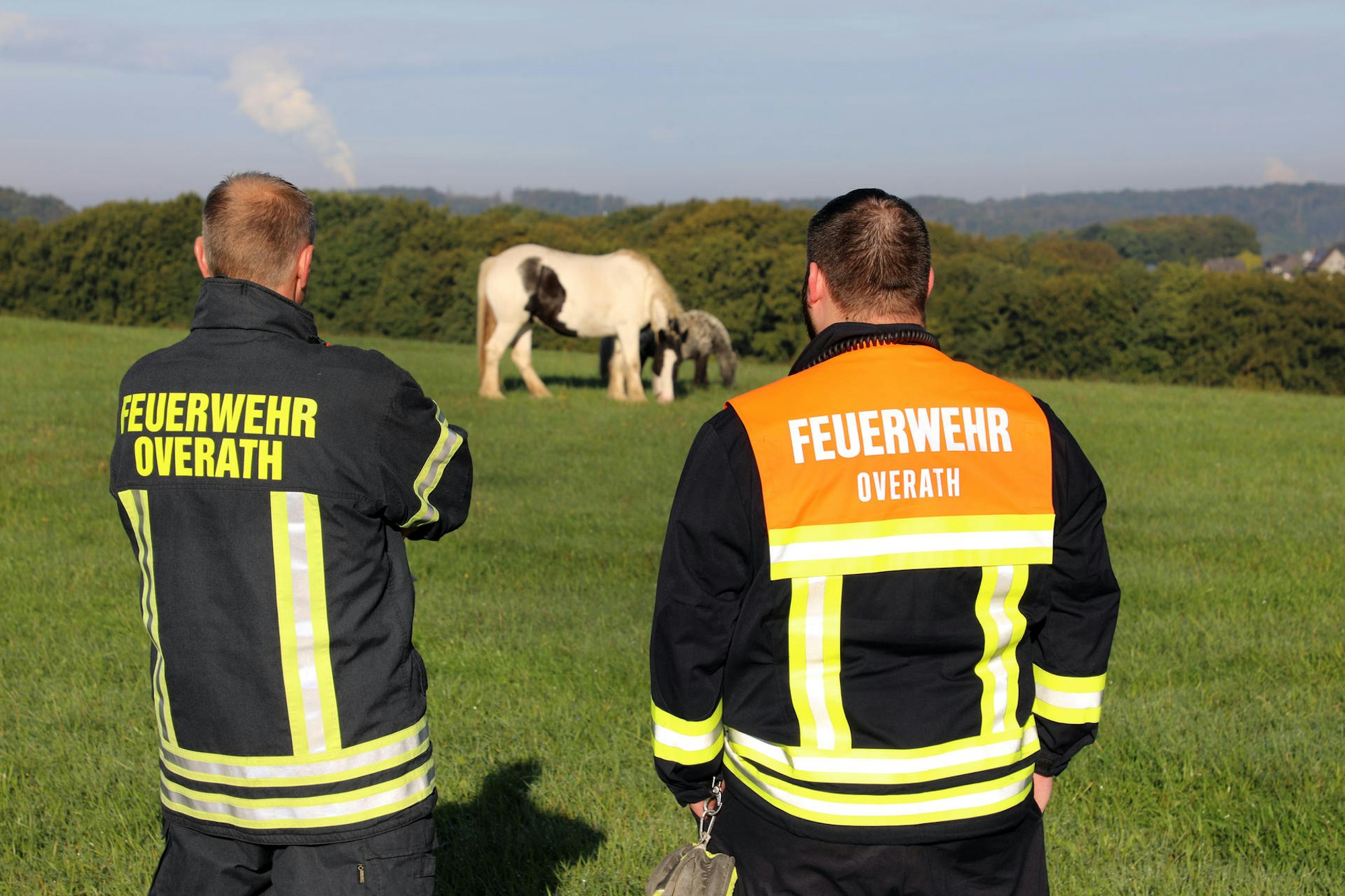 Overath Pferde eingefangen_1