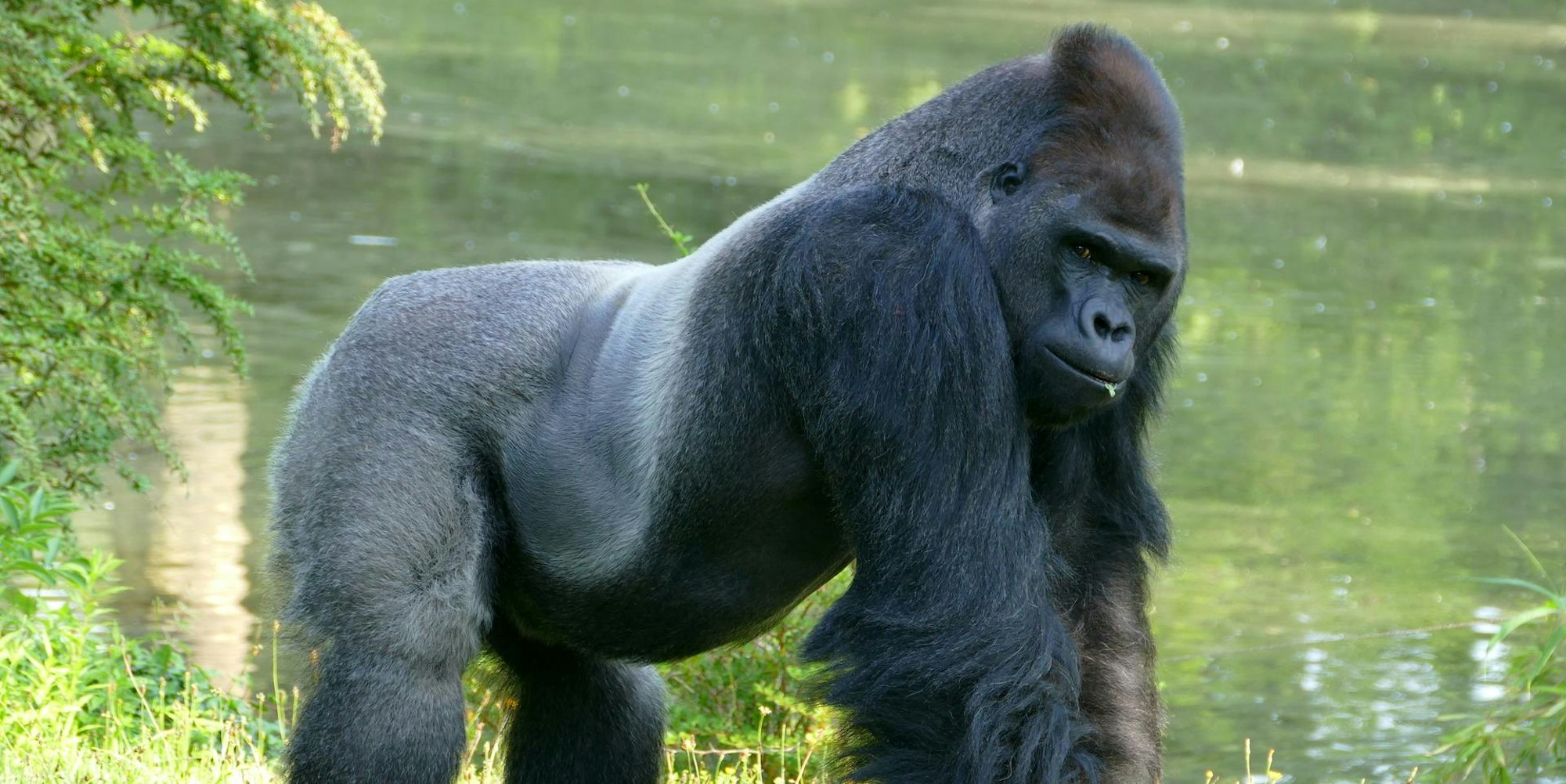 Gorilla Symbolbild