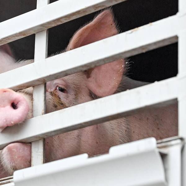 Schwein auf dem Weg zum Schlachter