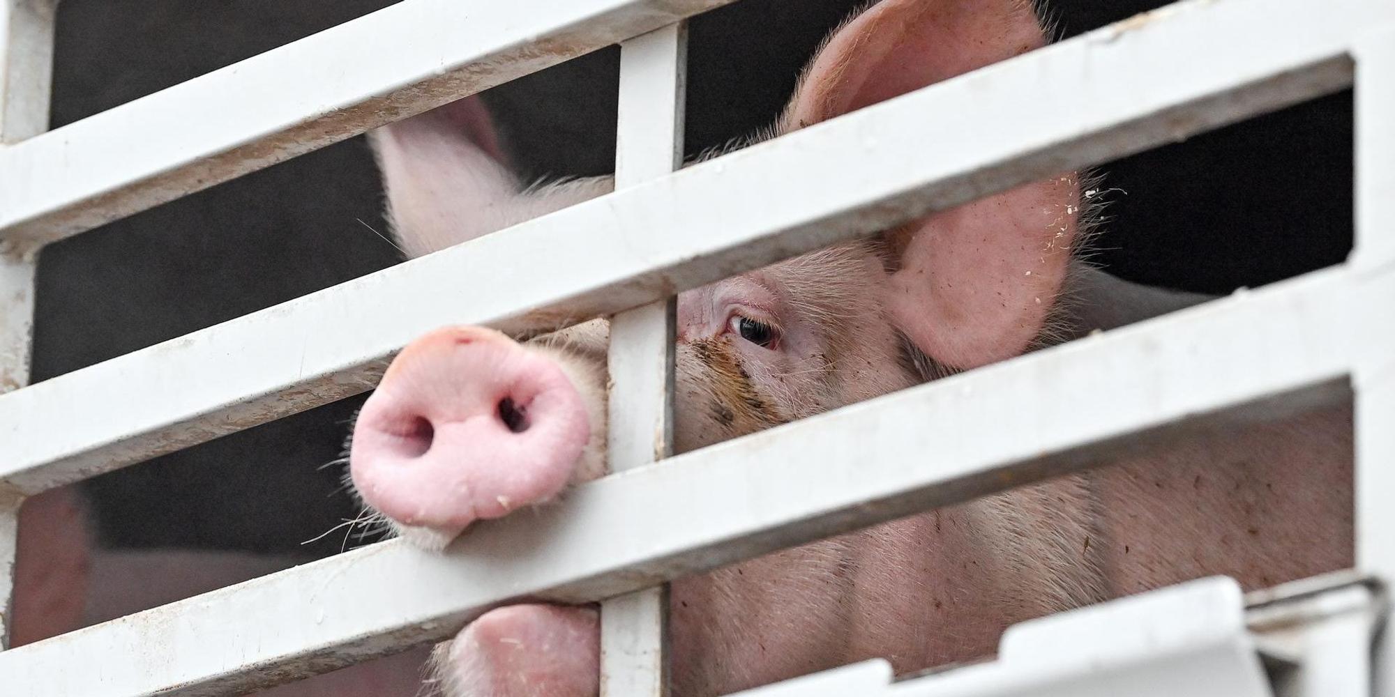Schwein auf dem Weg zum Schlachter