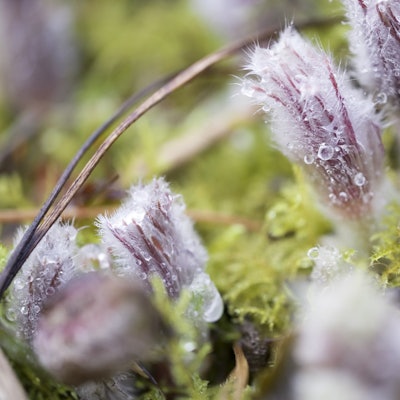 digas-176168201_MDS-KSTA-2021-03-08-71-170663945