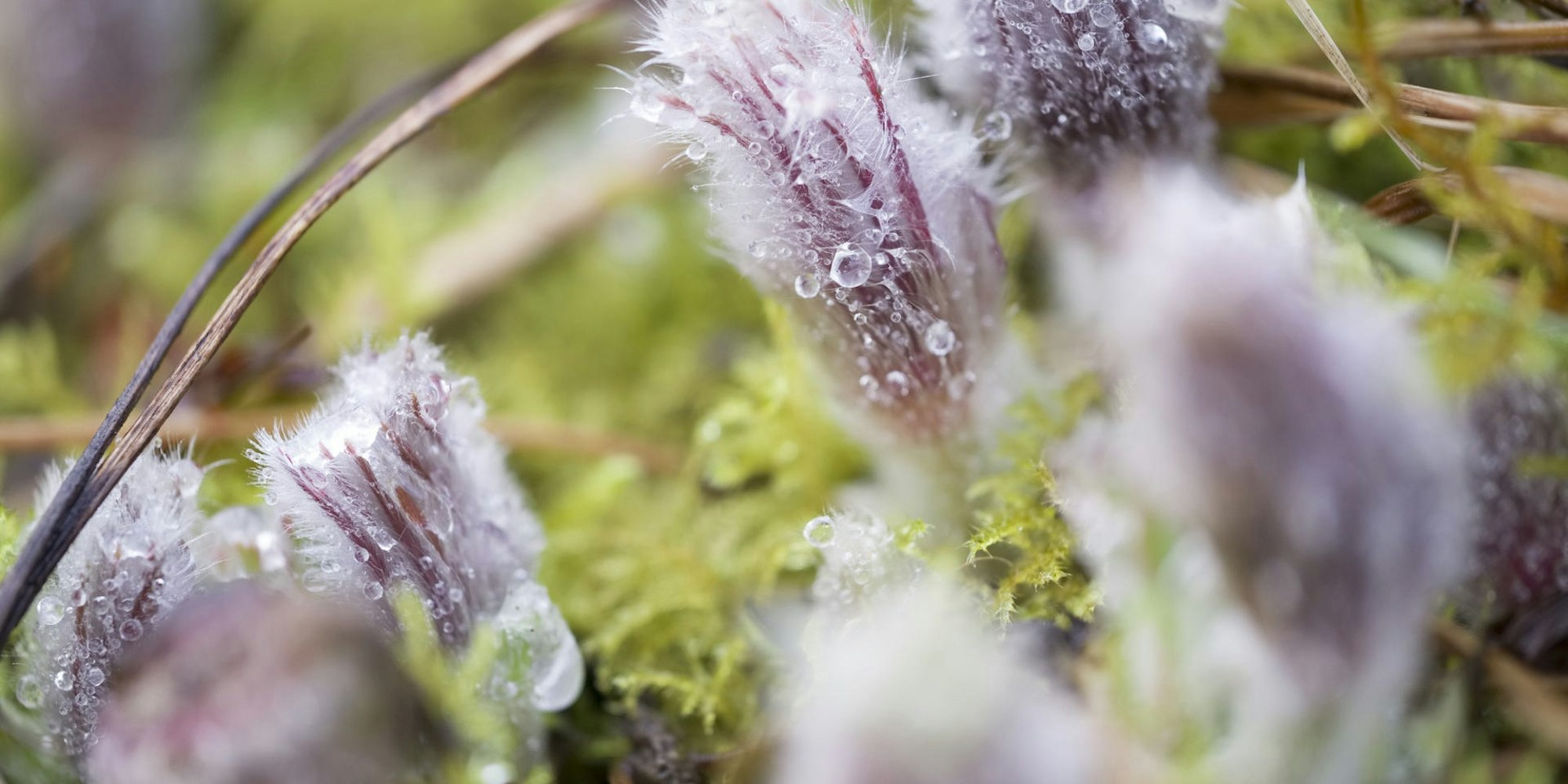 digas-176168201_MDS-KSTA-2021-03-08-71-170663945