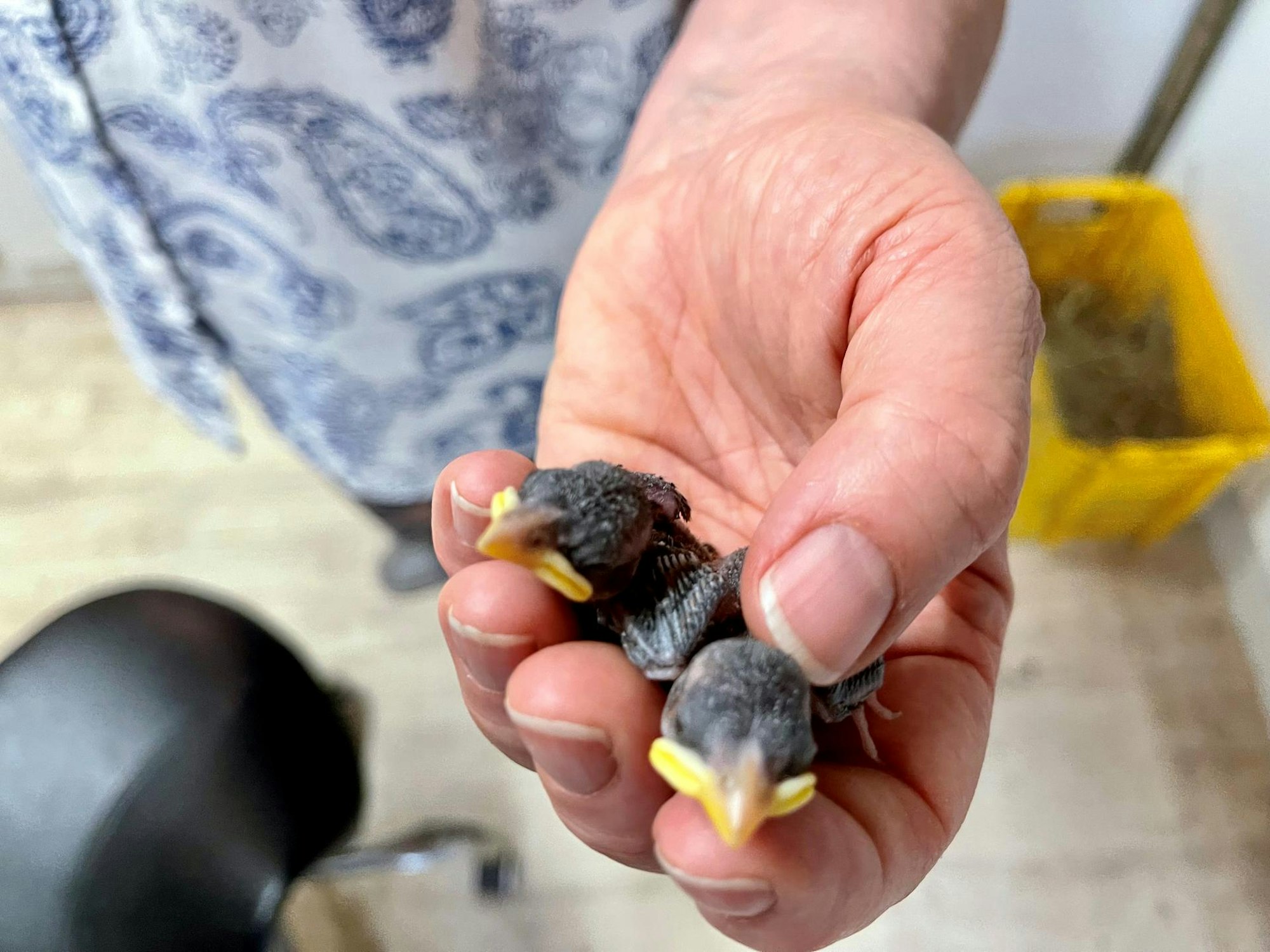 20220726-seb-wildvogelstation7