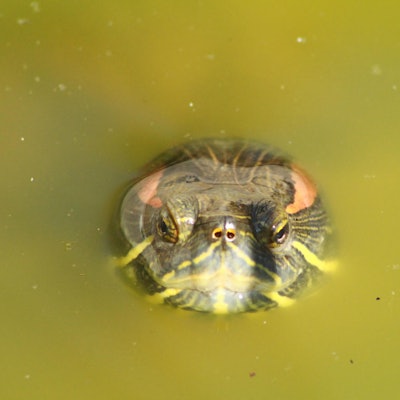 Schildkröte troisdorf 1