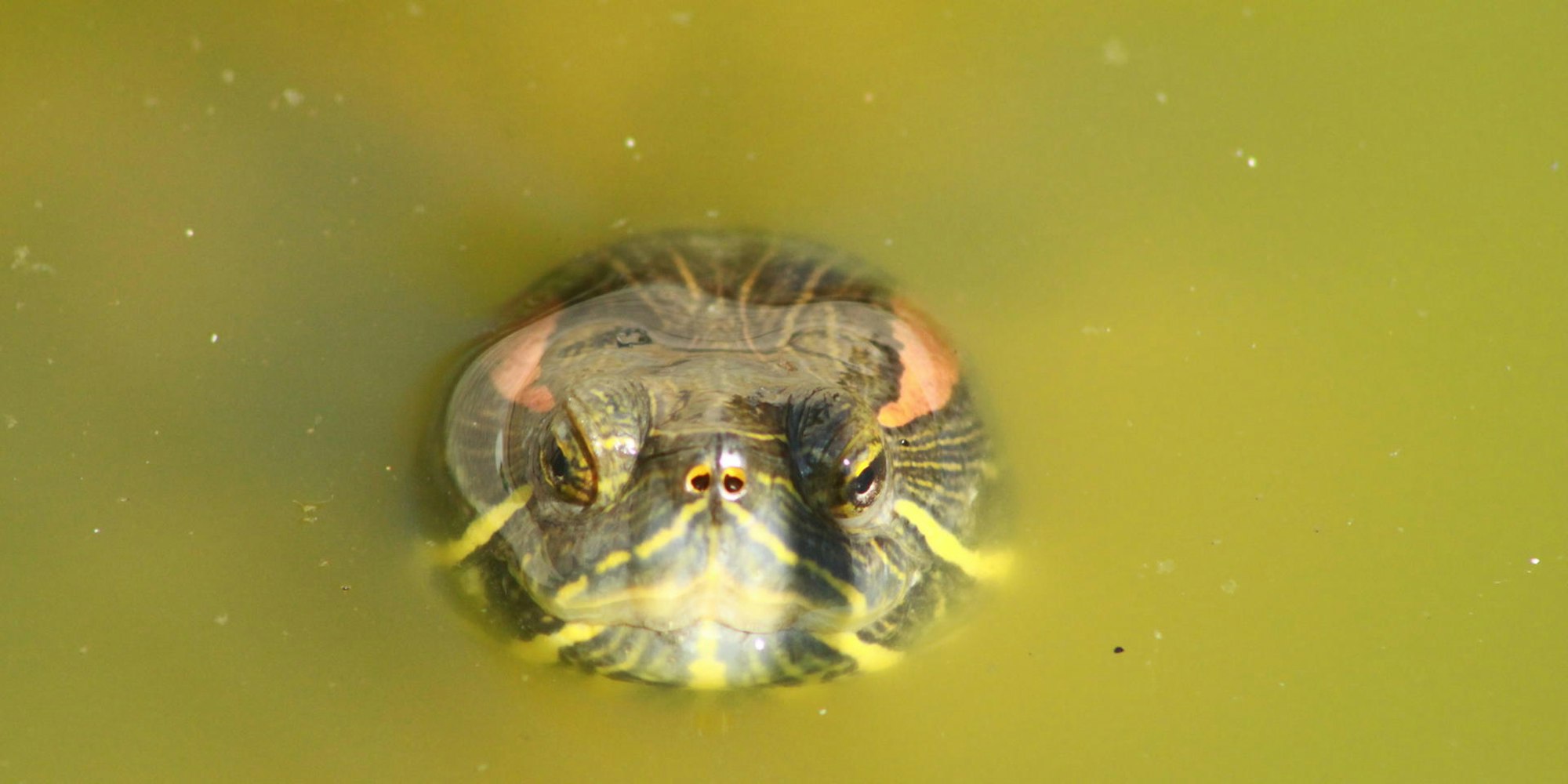 Schildkröte troisdorf 1