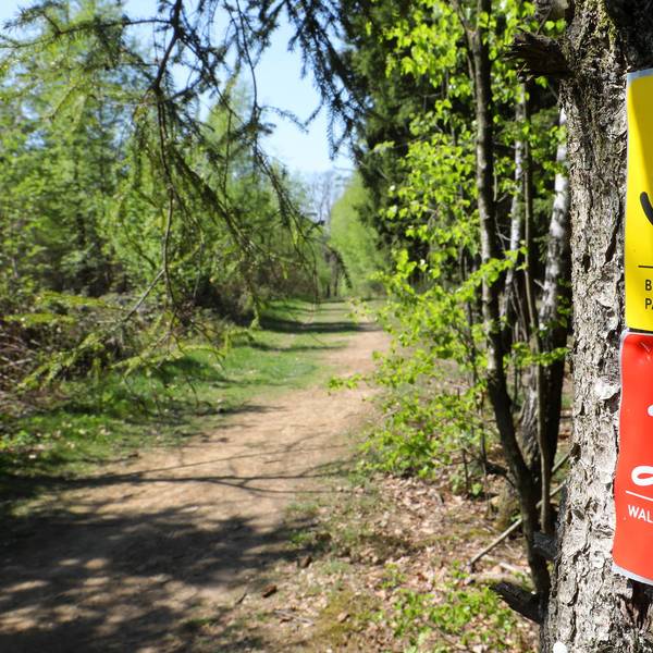 Waldmythenweg_Waldbroel_8448_Frühling