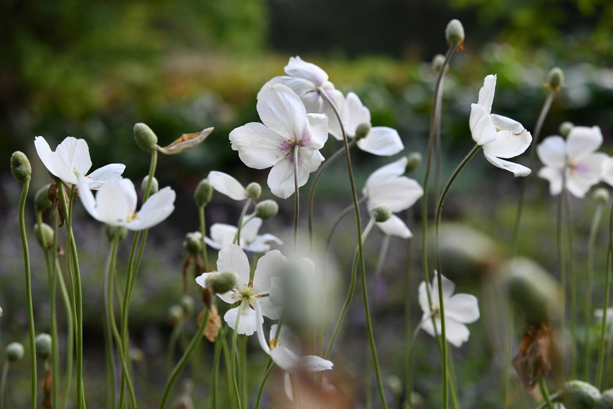 Bluehende_Fruehlingsboten dpa weiß