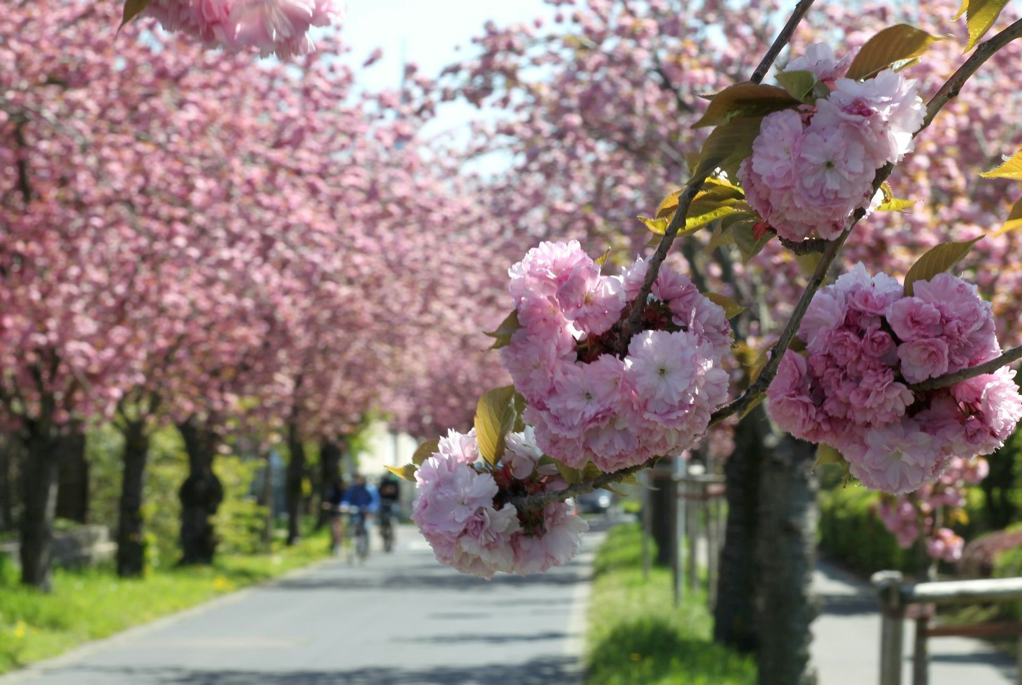 Fotowettbewerb_Zierkirschen