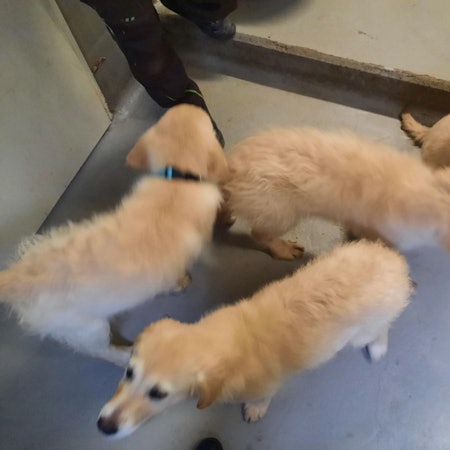 Golden Retriever Welpen beschlagnahmt