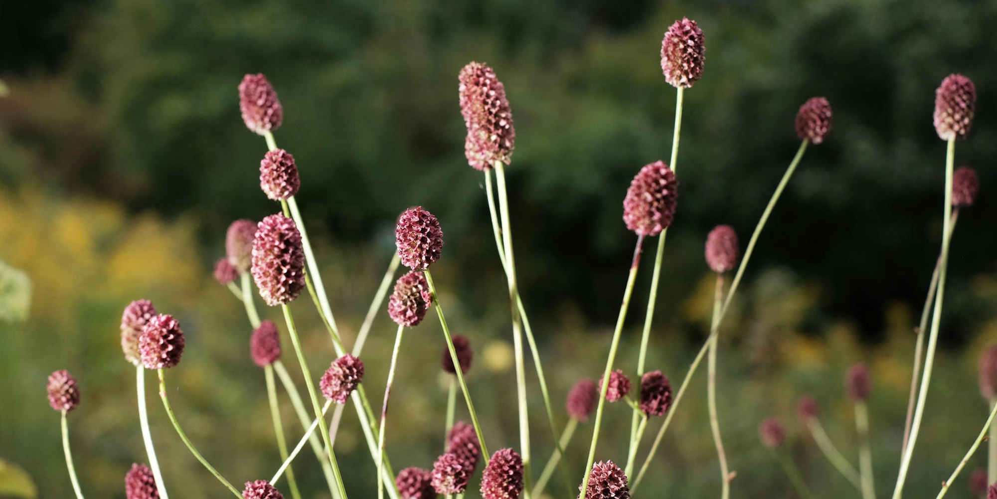 20200904-MAX-gartenkalender-18