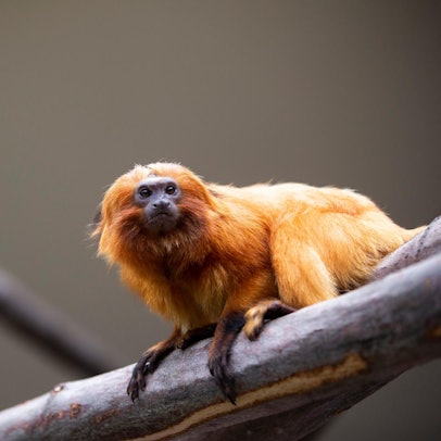 Kölner Zoo Südamerikahaus 4
