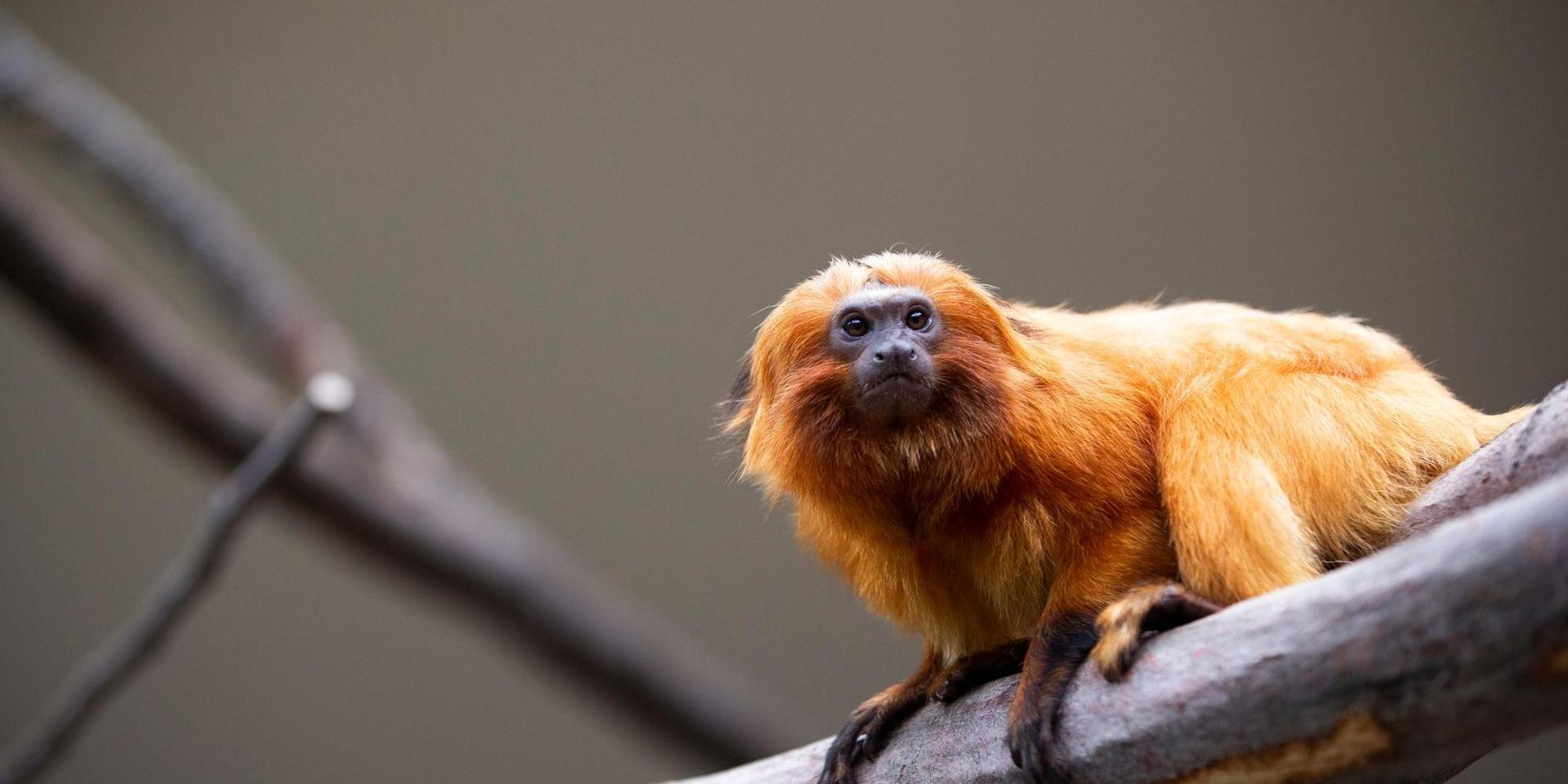 Kölner Zoo Südamerikahaus 4