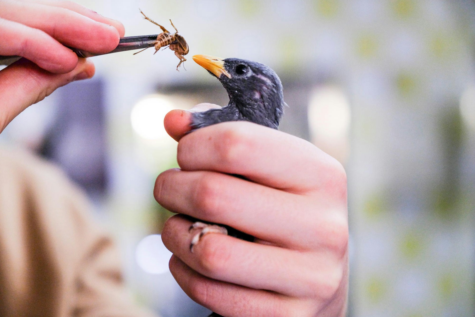 20190509_Sinvogeltag_HGM_02