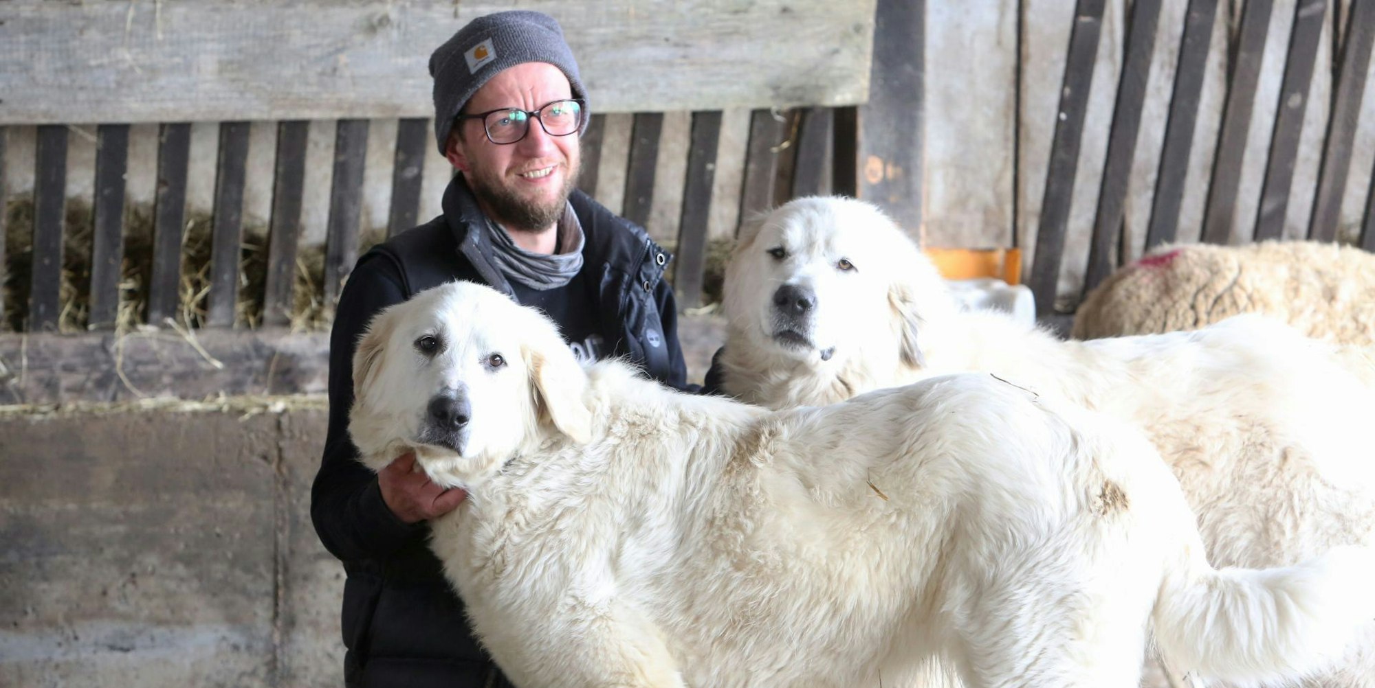 Laemmer_Schafzucht_Darscheid_Soeven