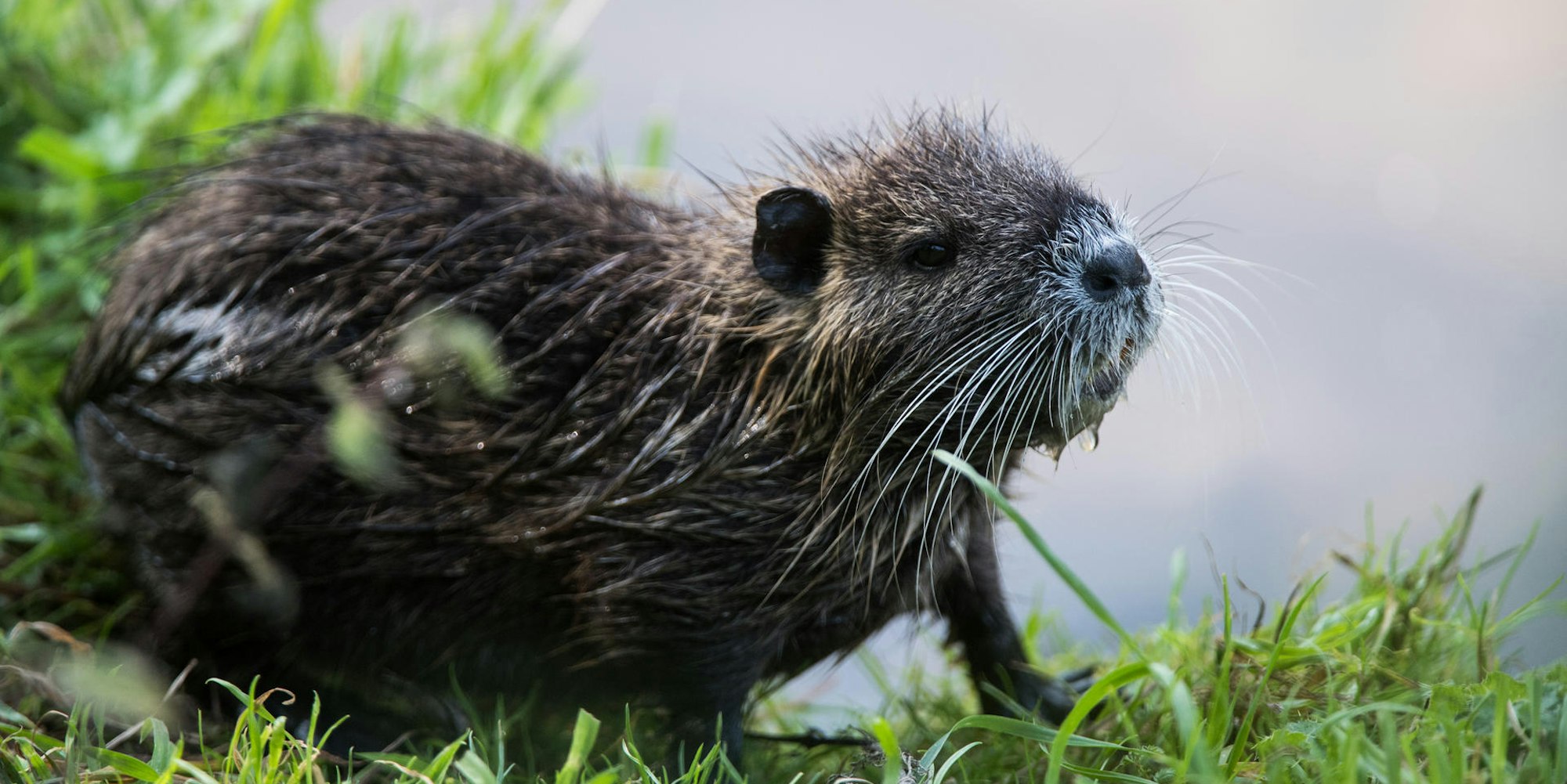 Nutria
