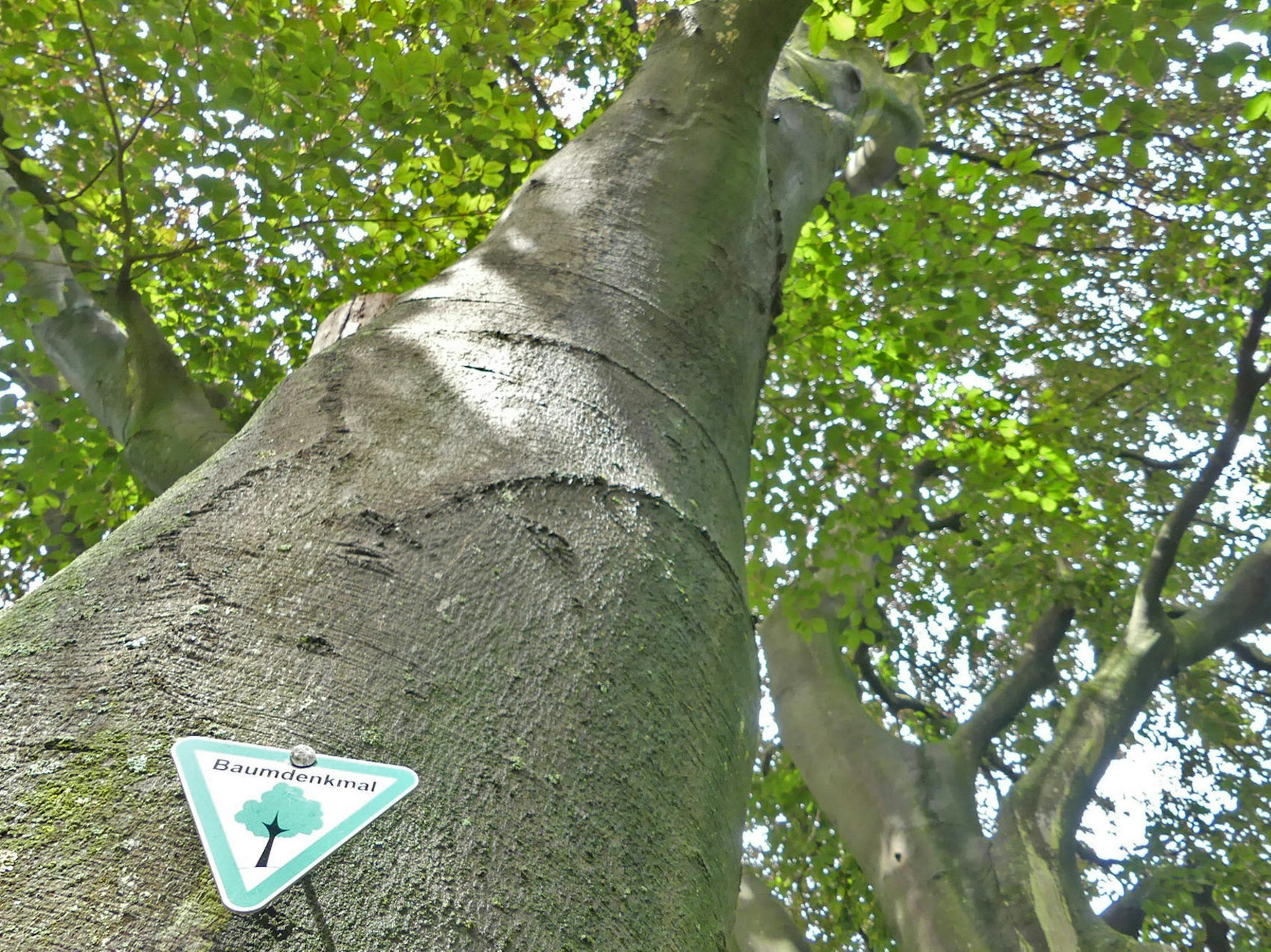 roes-baumdenkmaeler-001