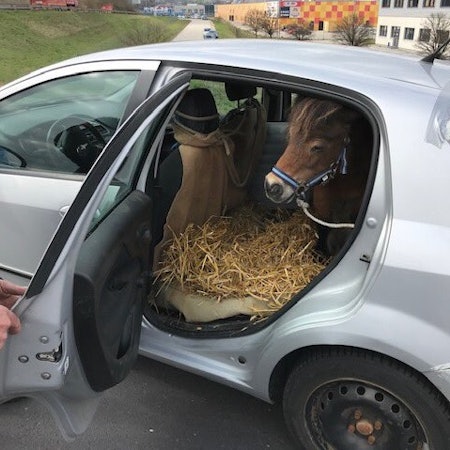 Shetland-Pony im Kleinwagen