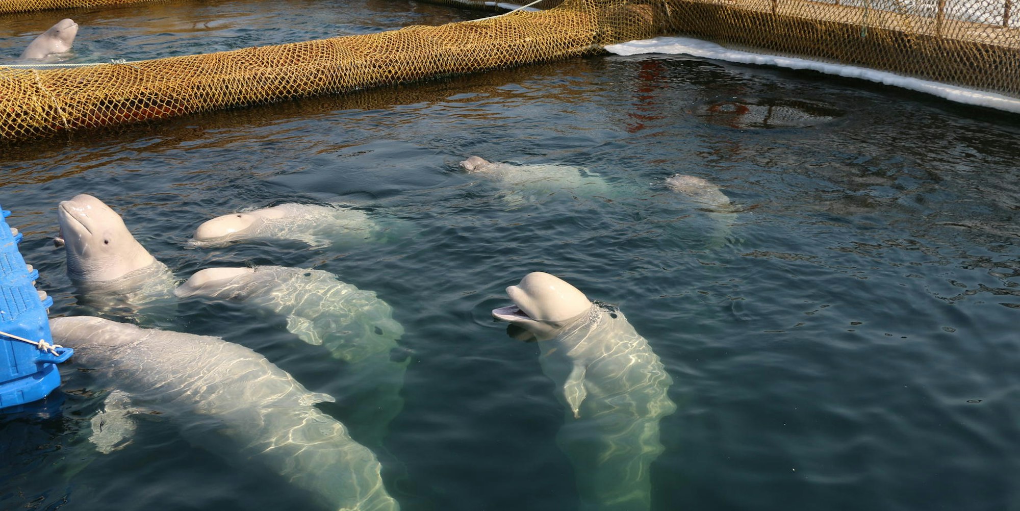 Beluga-Wale „Wal-gefängnis“ Russland