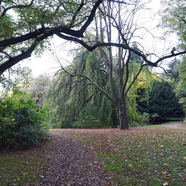 Viele Blätter liegen auf dem Weg im Königsbornpark-Waldbröl