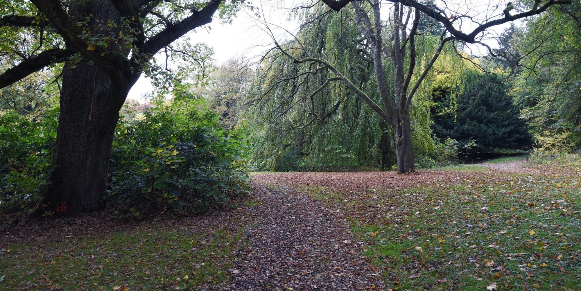 Viele Blätter liegen auf dem Weg im Königsbornpark-Waldbröl