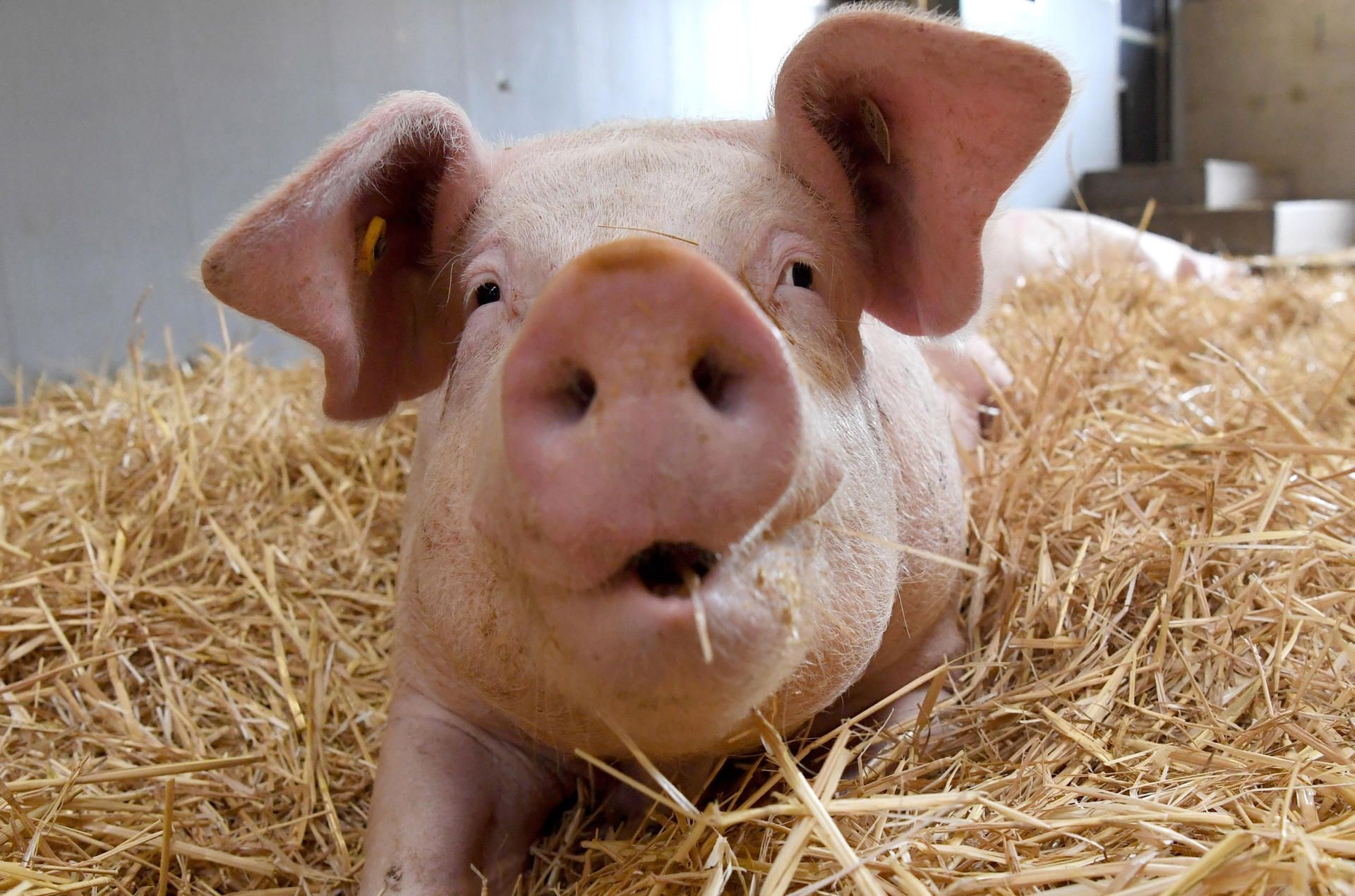 Schweinderl