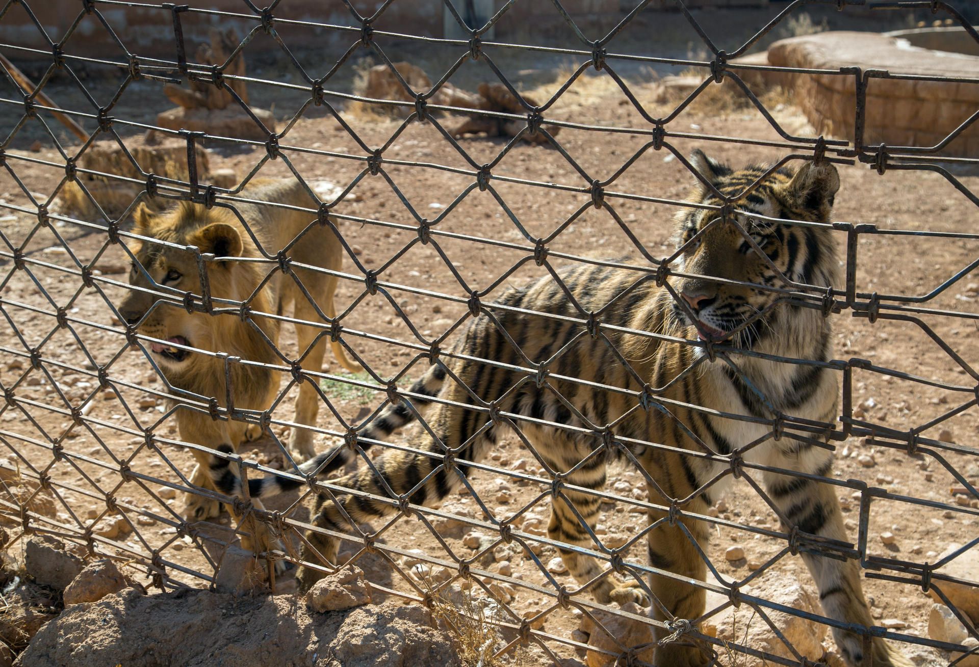 loewe-tiger-zoo-syrien