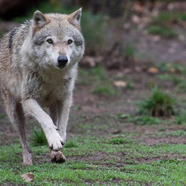 Wolf