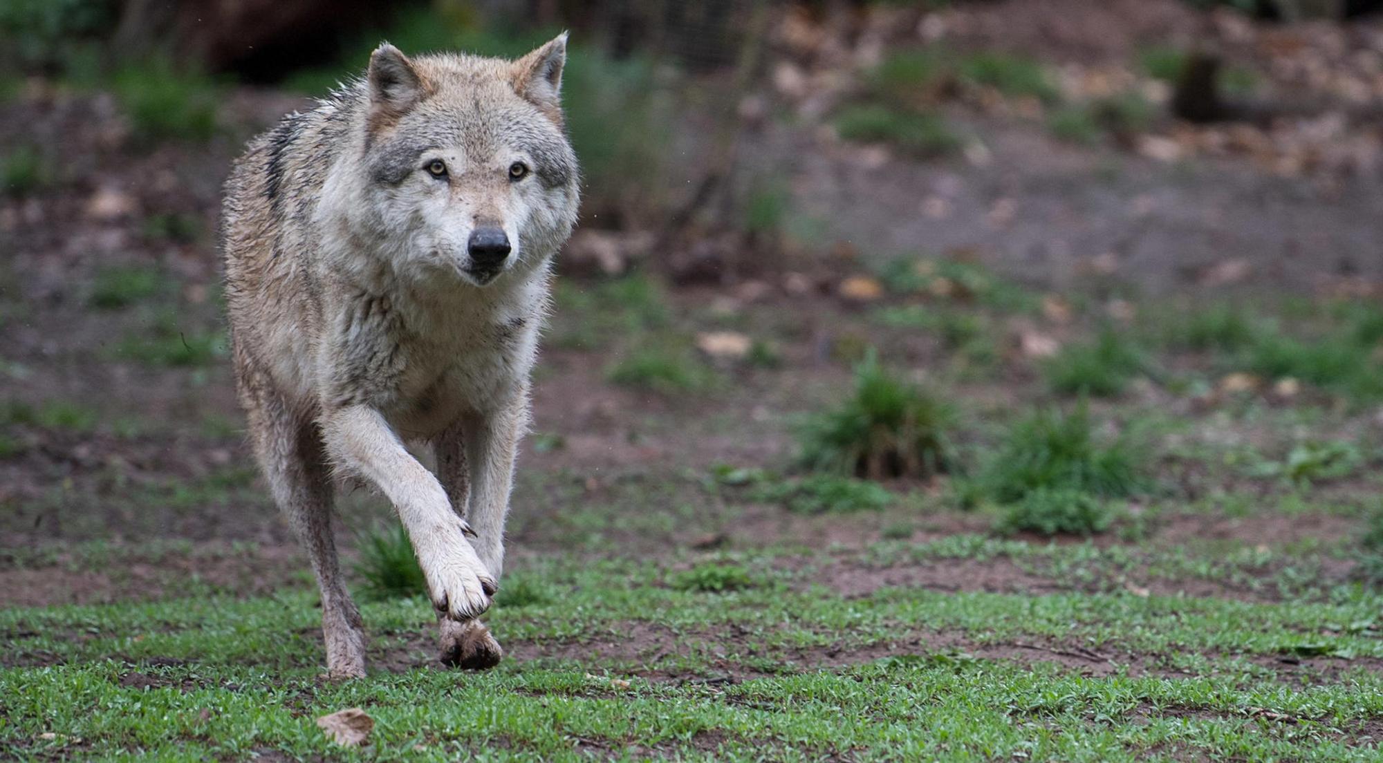 Wolf