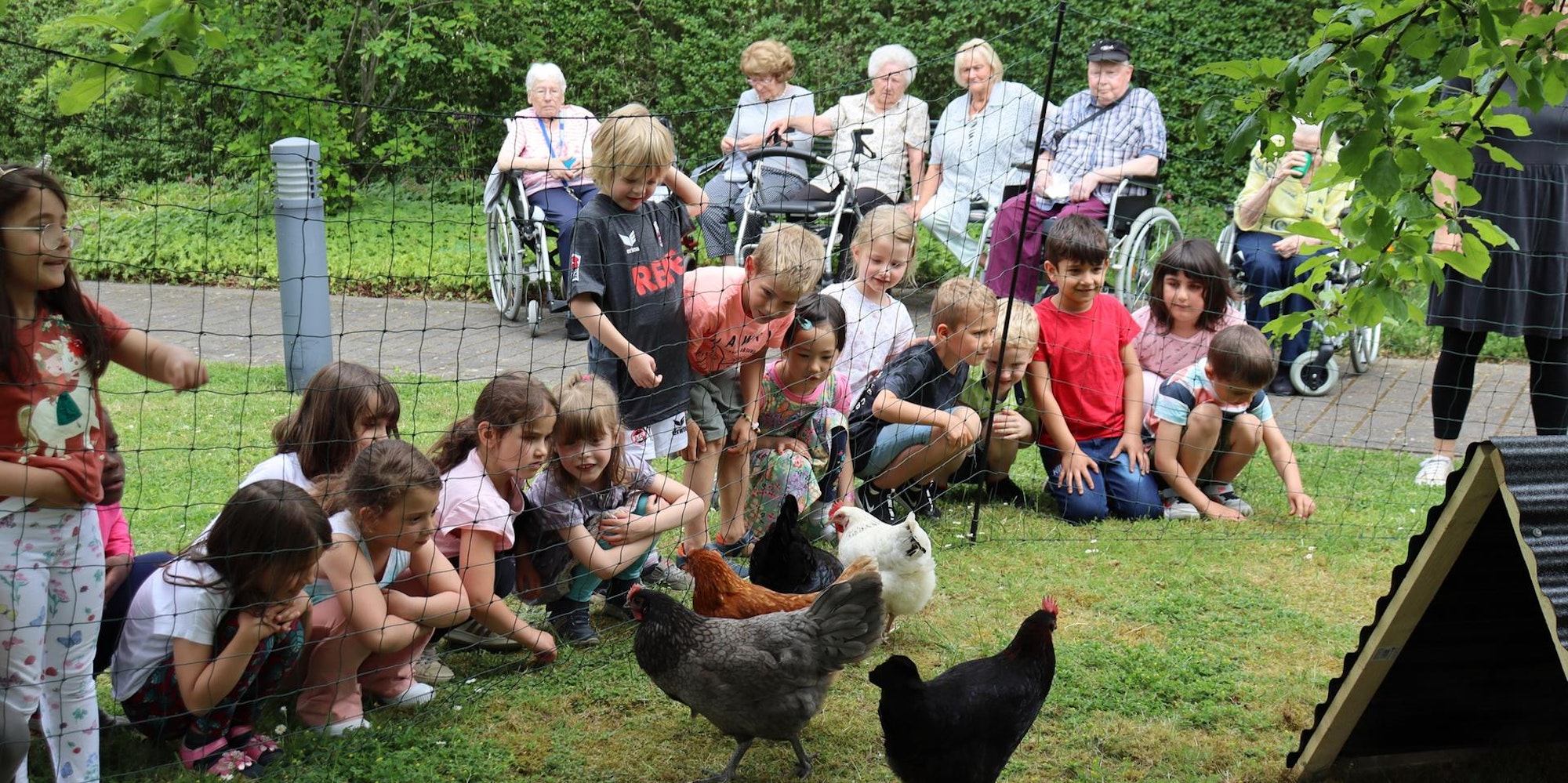 Miethühner Buchforst