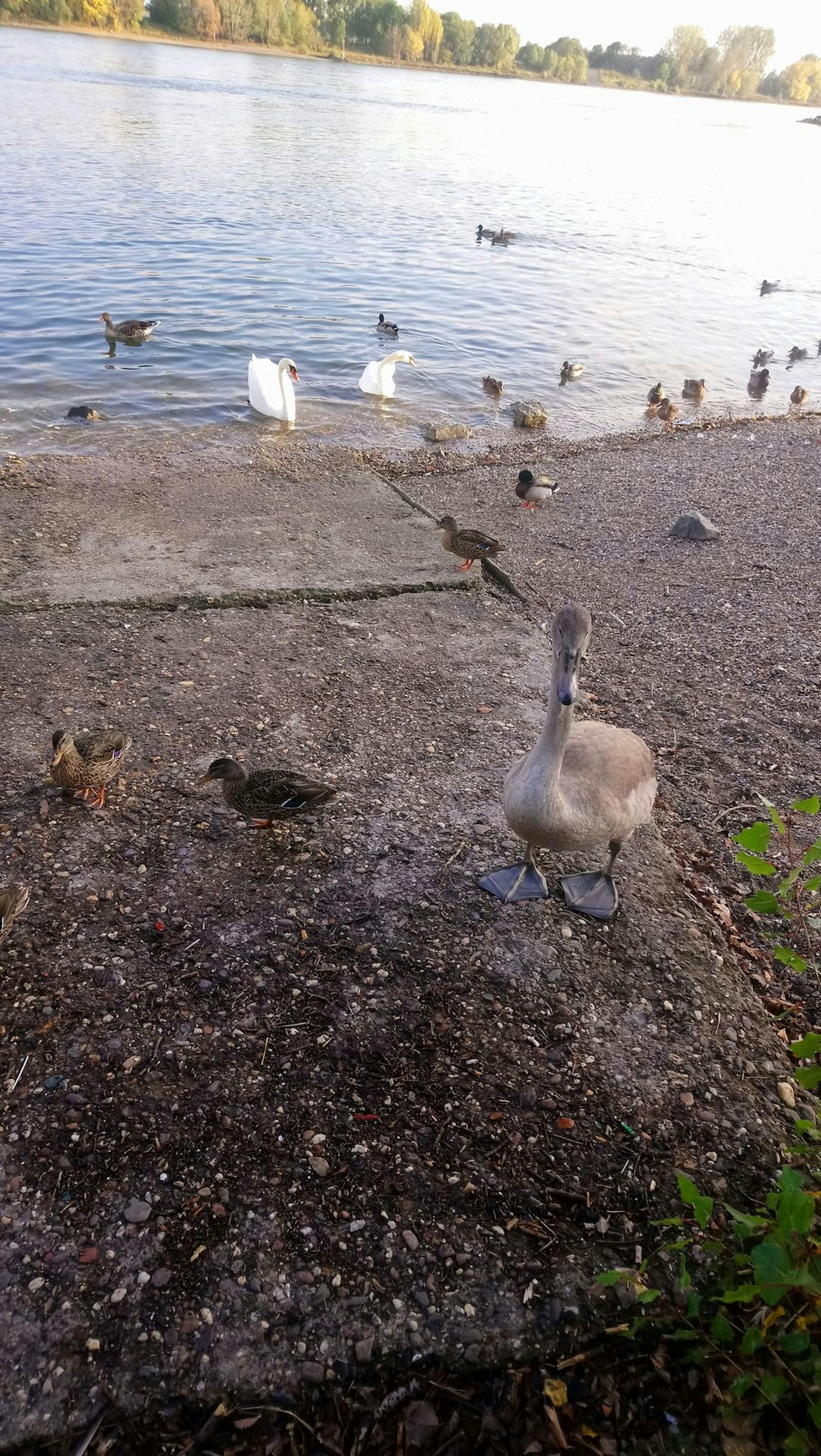 sues Schwan 4 Familie mit Gans Foto Pflugmacher
