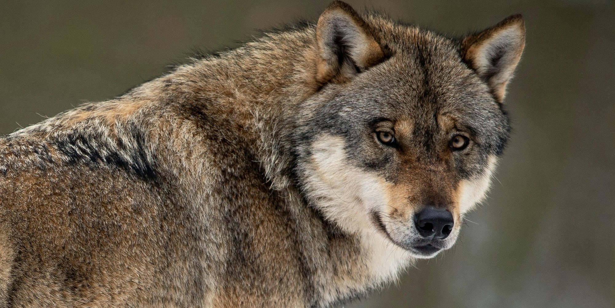 Wolf
