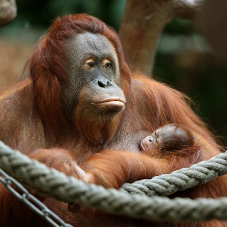 Orang Utan dpa