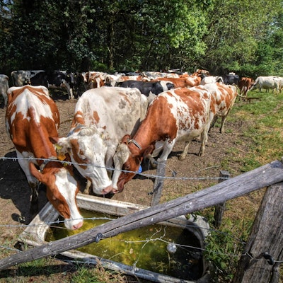 biohof-klein-zimmersioefen-pkr-8