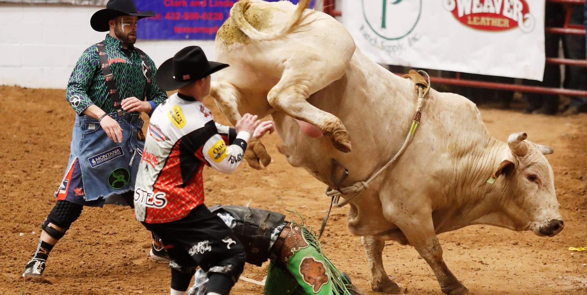Rodeo Bulle Symbolbild