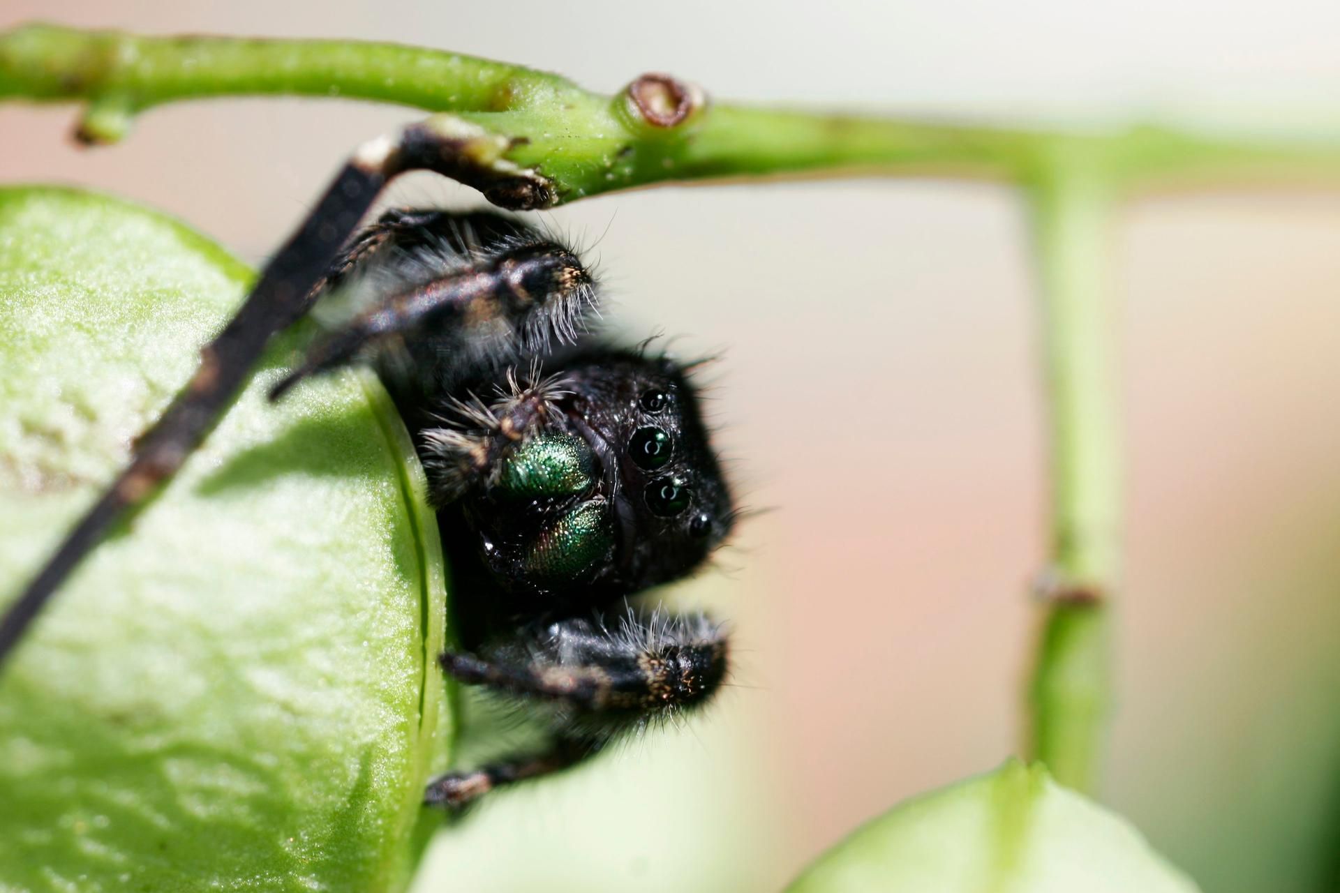Springspinne