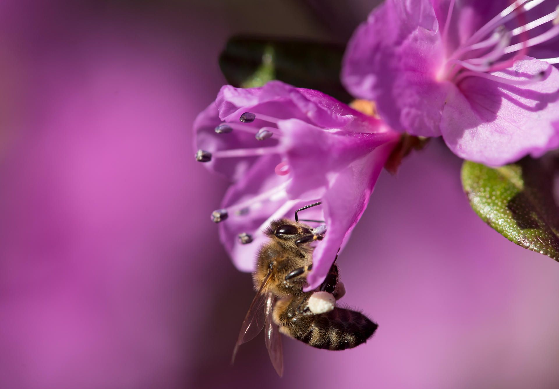 Rhododendron