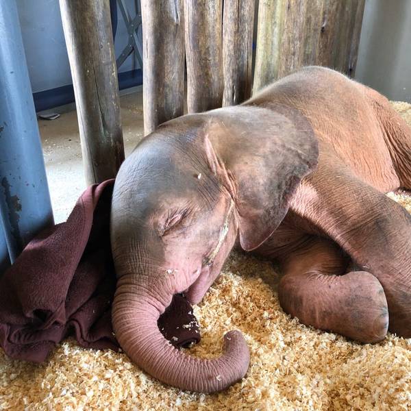 Albino-Elefant