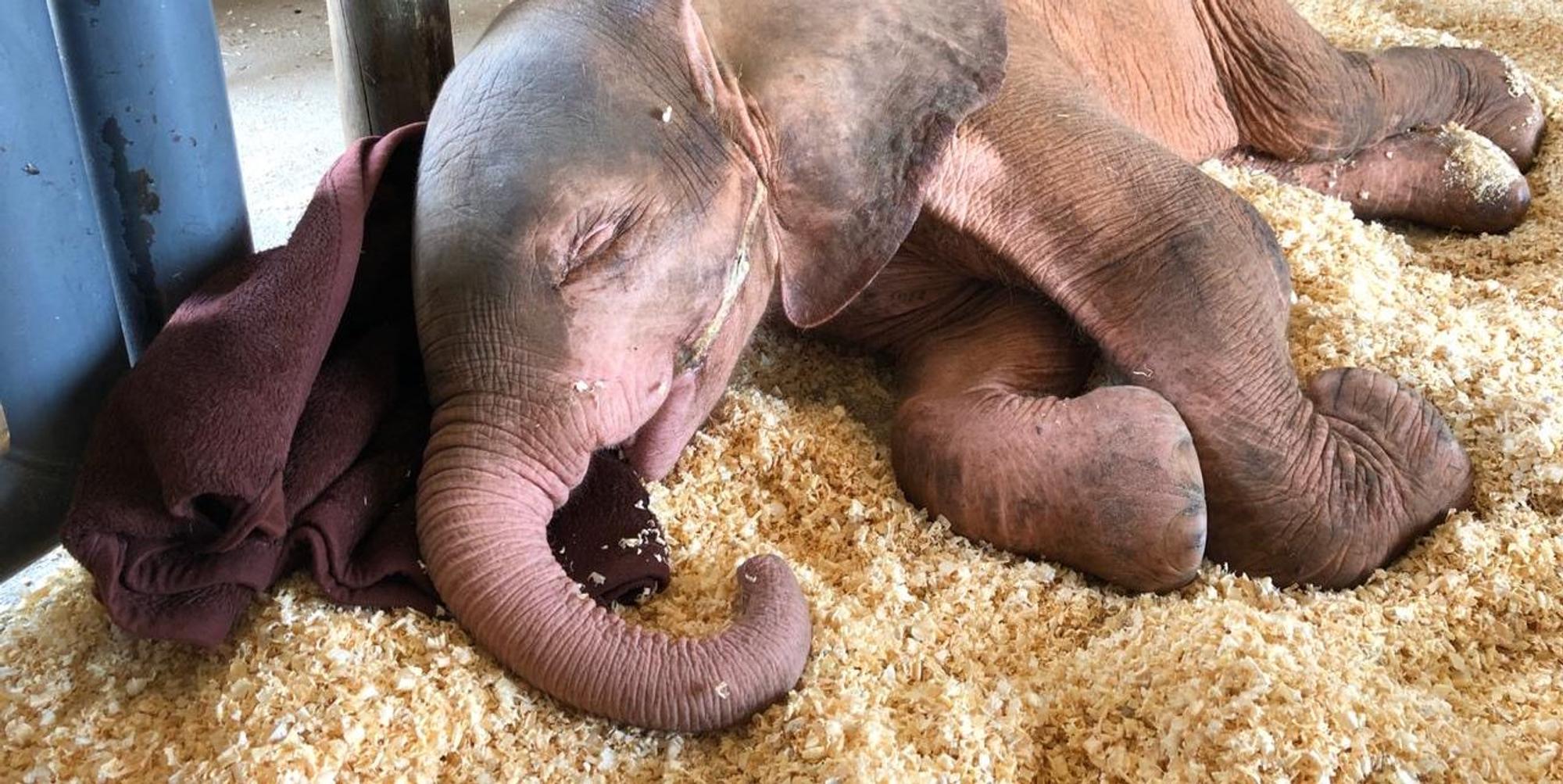 Albino-Elefant