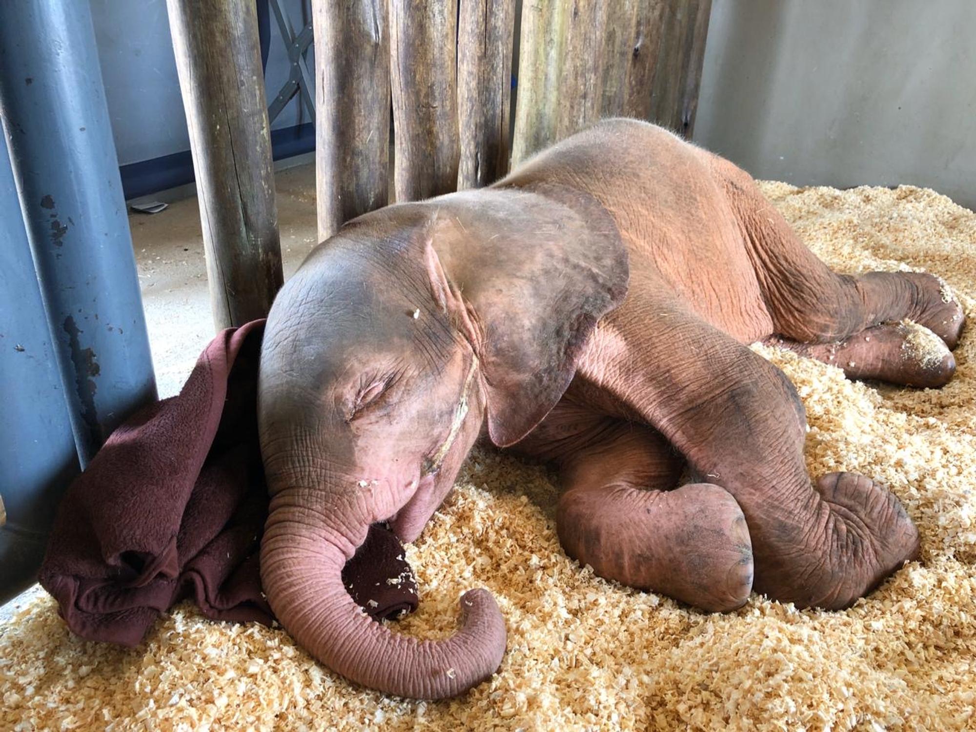 Albino-Elefant