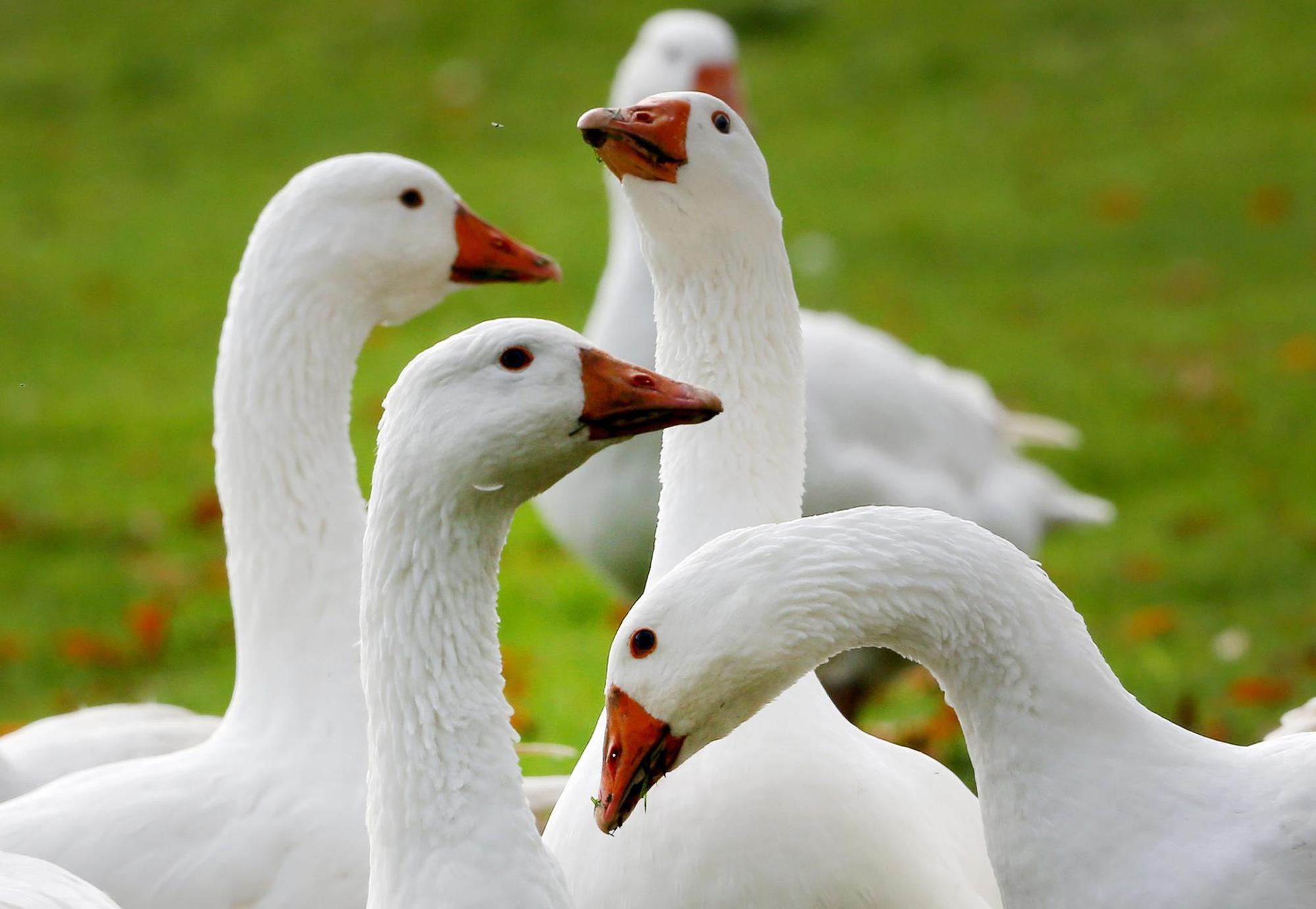 Gänse in Nahaufnahme.