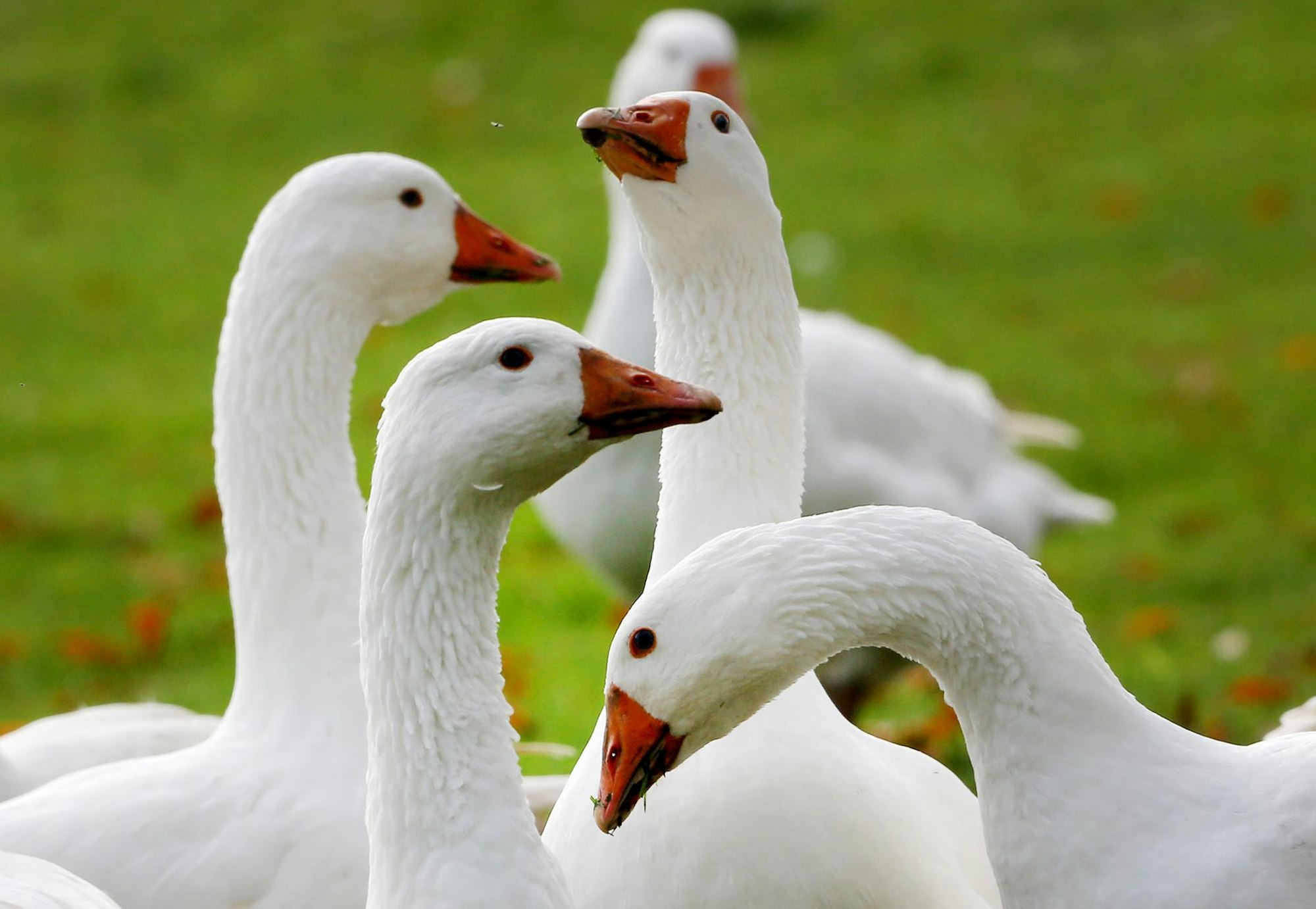 Gänse in Nahaufnahme.