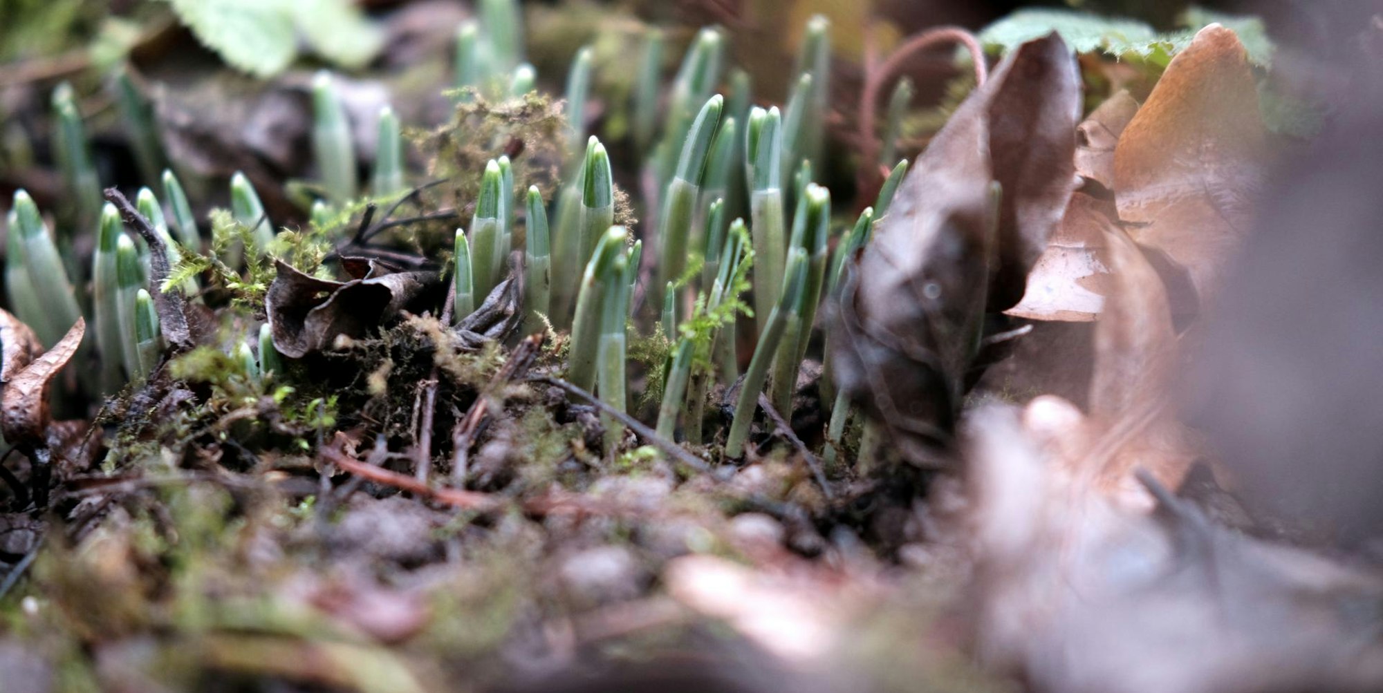 20200108max-garten17