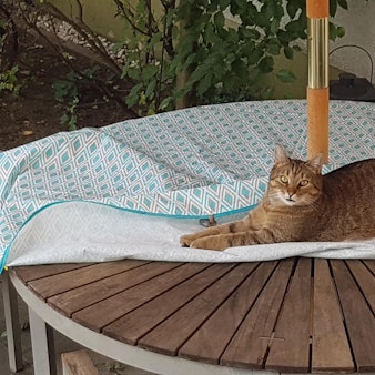 sues Kasimir 3 Foto Kravec