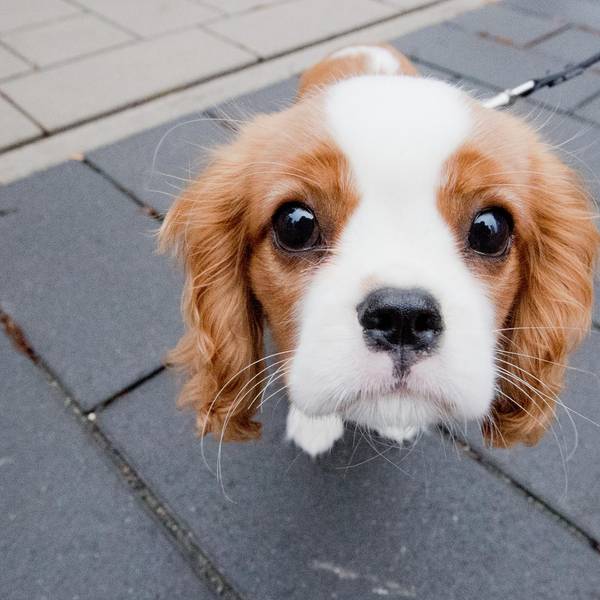Foto: Hund
